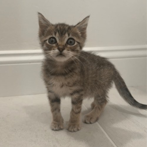 Pet Image