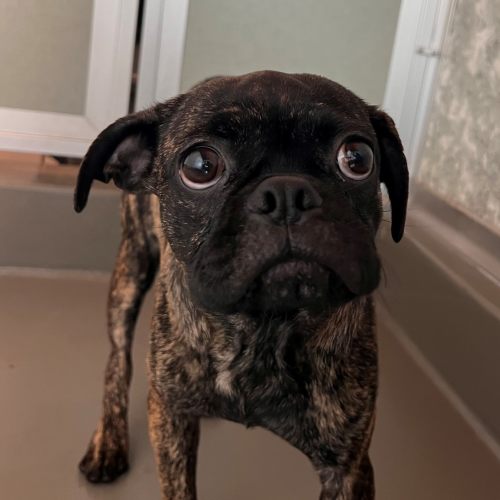 Pet Image