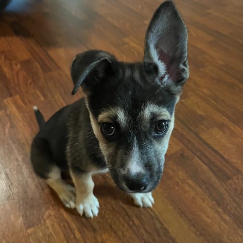 Pet Image