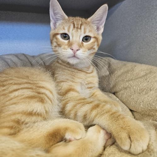 Pet Image