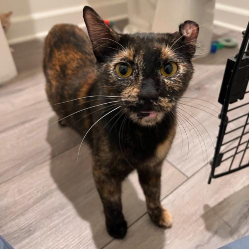 Pet Image