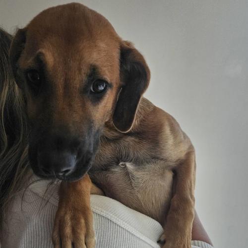 Pet Image