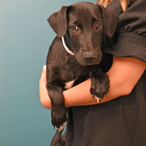 Pet Image