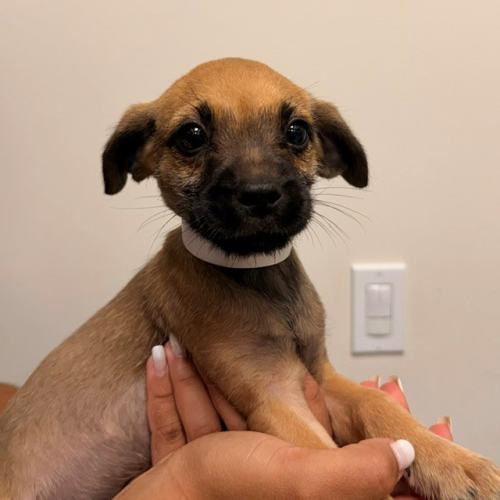 Pet Image