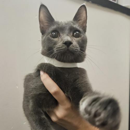 Pet Image