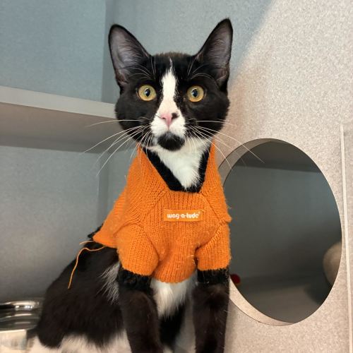 Pet Image
