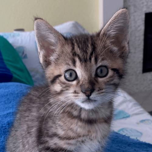 Pet Image