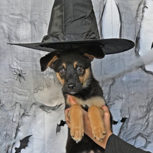 Pet Image