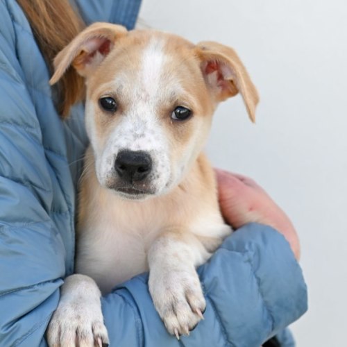 Pet Image