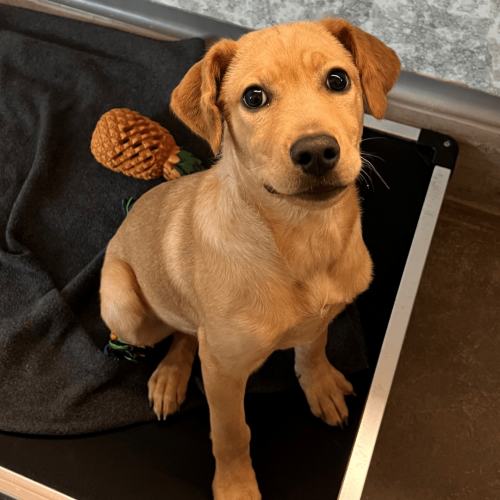 Pet Image
