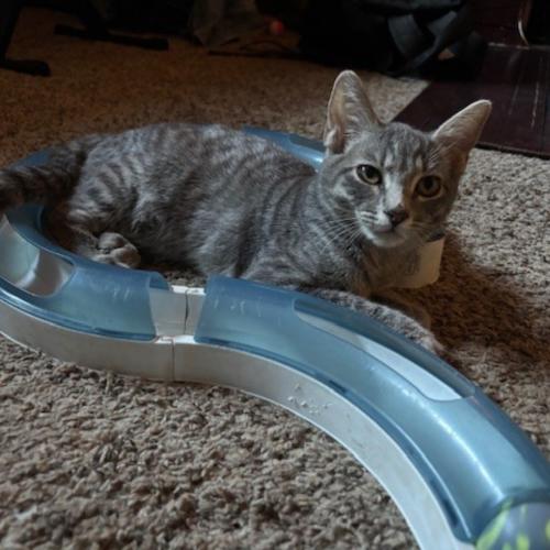 Pet Image