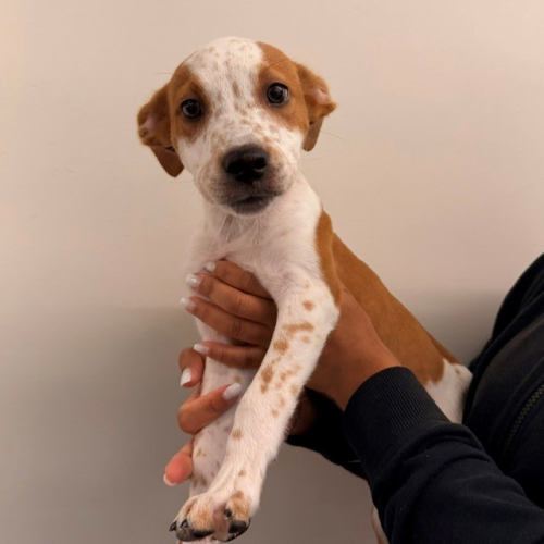 Pet Image
