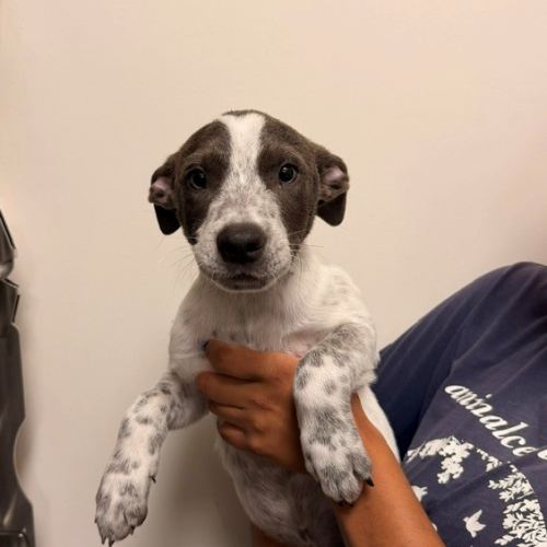 Pet Image