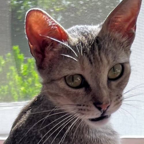 Pet Image