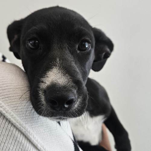 Pet Image