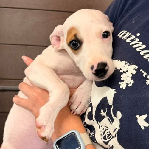 Pet Image