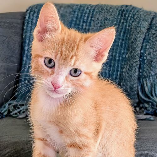 Pet Image