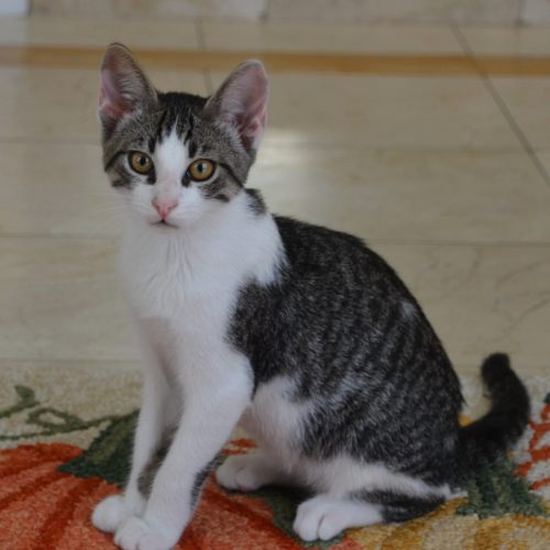 Pet Image