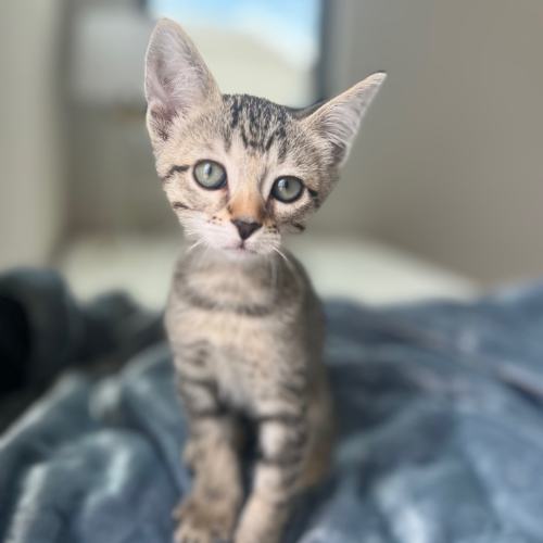 Pet Image