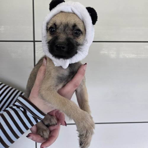 Pet Image