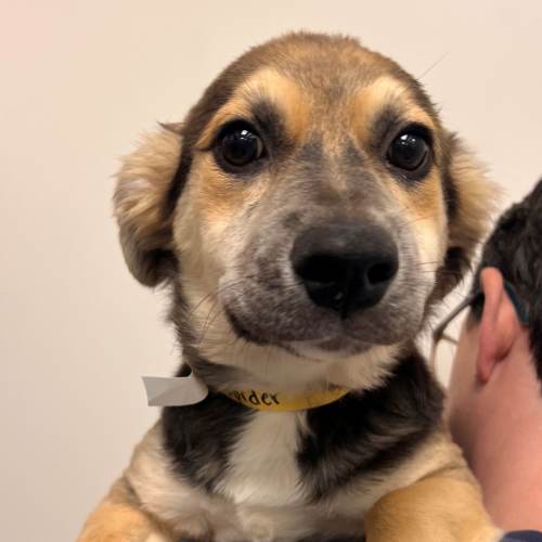 Pet Image