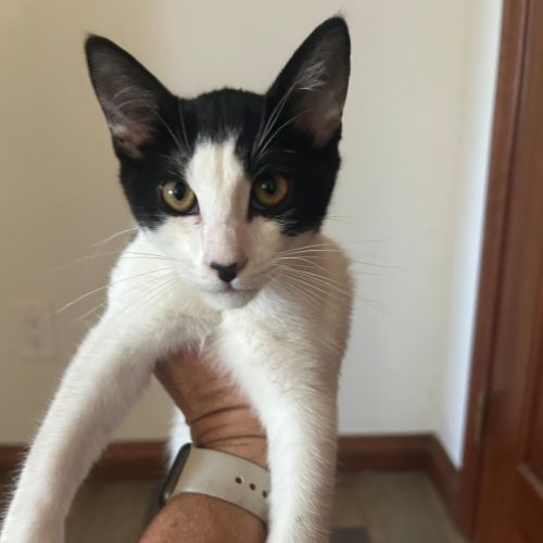 Pet Image