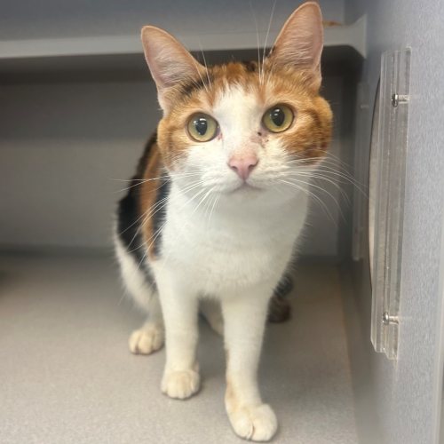 Pet Image