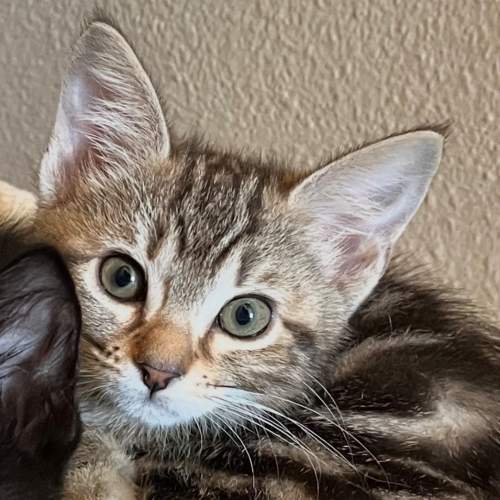 Pet Image