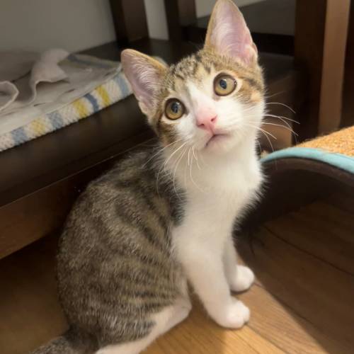 Pet Image