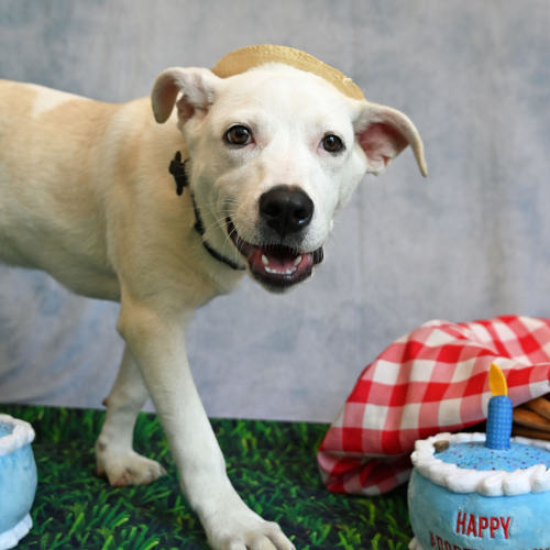 Pet Image