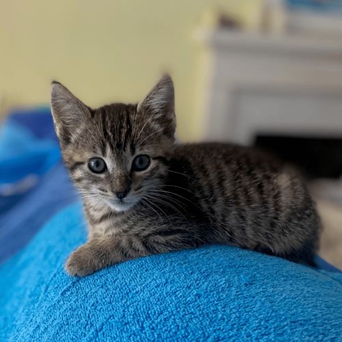 Pet Image