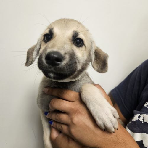 Pet Image