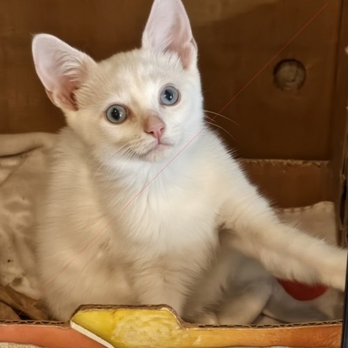 Pet Image