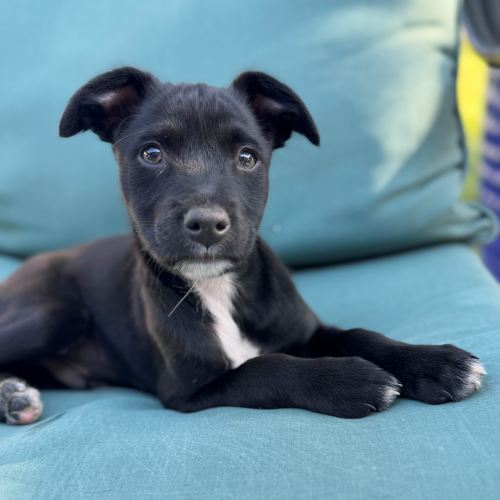 Pet Image