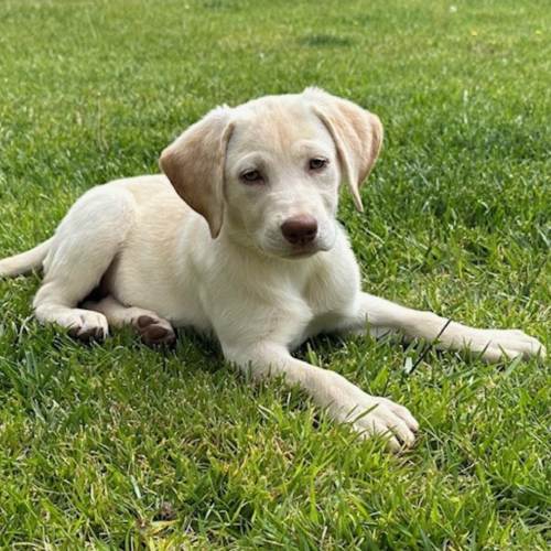 Pet Image