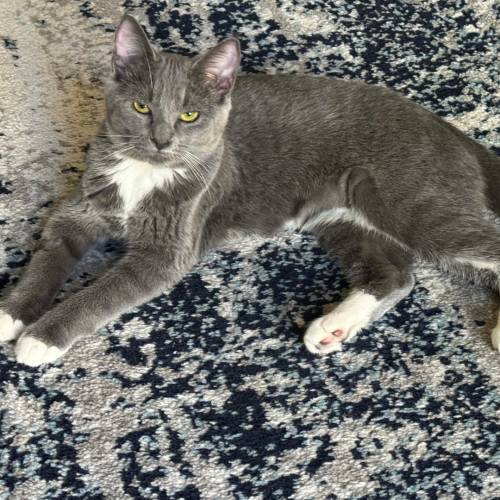 Pet Image