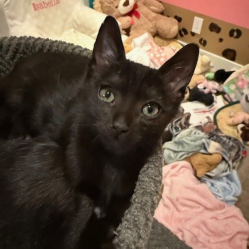 Pet Image