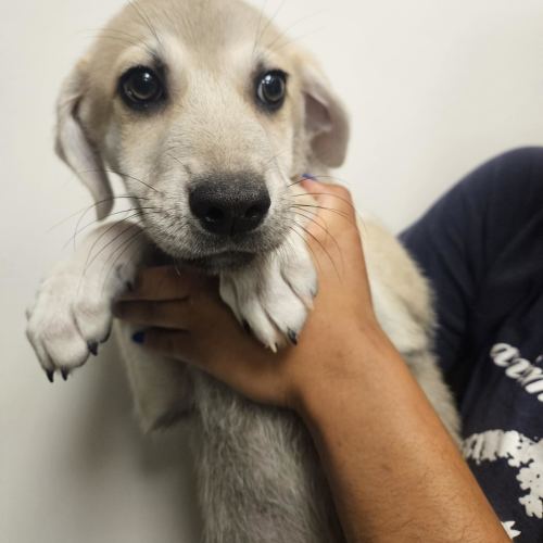 Pet Image