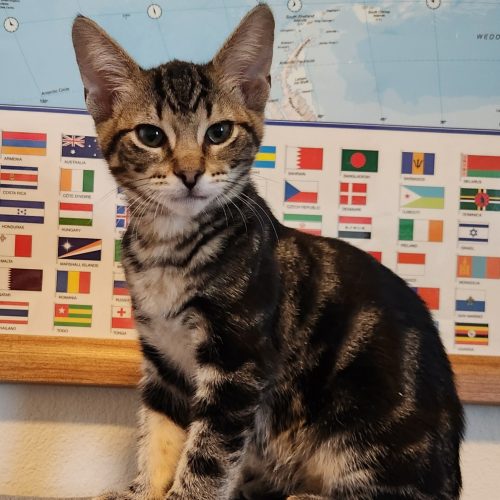 Pet Image