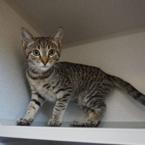 Pet Image