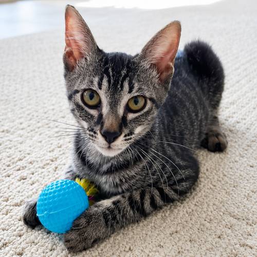 Pet Image