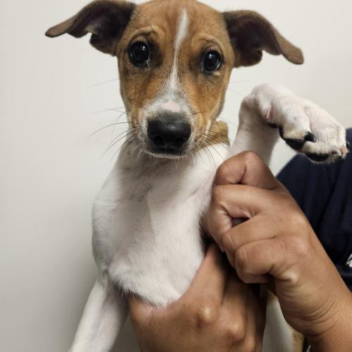 Pet Image