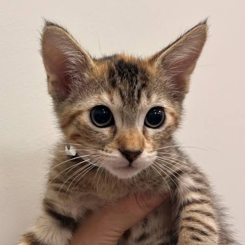 Pet Image