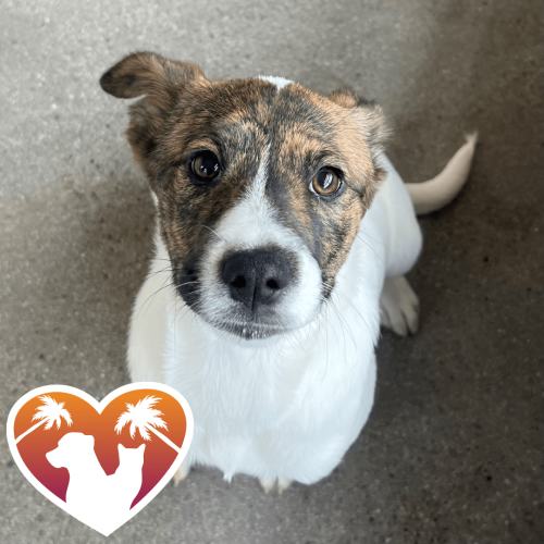 Pet Image