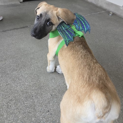 Pet Image