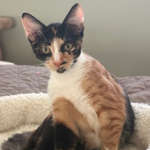 Pet Image