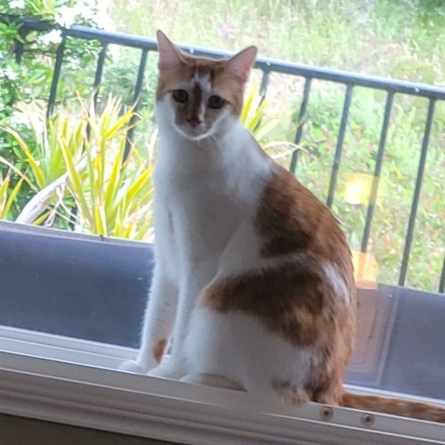Pet Image