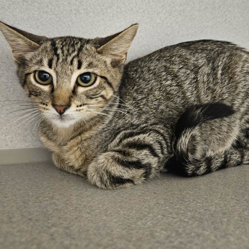 Pet Image