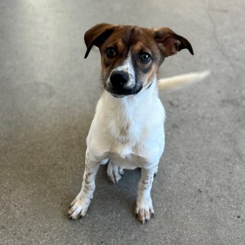 Pet Image