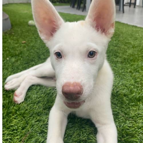 Pet Image